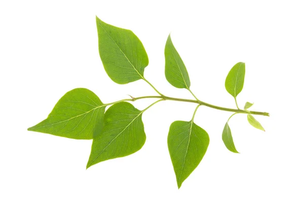 Feuille Verte Sur Une Branche Lilas Sur Fond Blanc Isolée — Photo