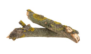 Beyaz arka planda izole edilmiş sarı liken ile kaplı bir dal. Eski kuru bir ağaç dalı sarı bir liken ile kaplıdır. Beyaz bir arkaplanda izole edilmiş.