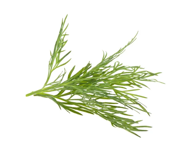 Dill Branch White Background Isolated — Stock Photo, Image