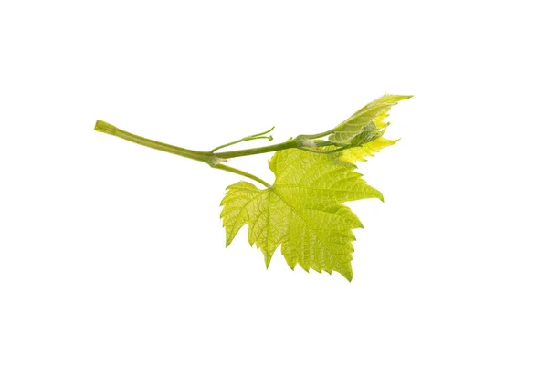 Young Green Vine Grapes White Background Isolated — Stock Photo, Image