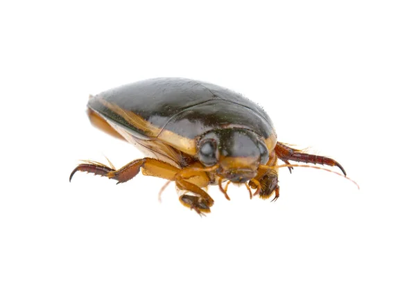Gran Escarabajo Buceo Dytiscus Marginalis Aislado Sobre Fondo Blanco — Foto de Stock