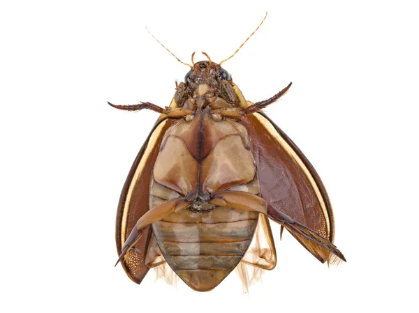 Gran Escarabajo Buceo Dytiscus Marginalis Aislado Sobre Fondo Blanco — Foto de Stock