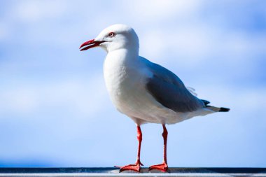 Avustralya korkuluk üzerinde poz martı