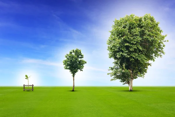 Sürecini büyüyen genç bitki