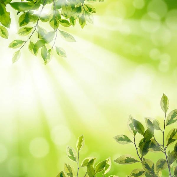 Green Leaf background with sun ray — Stock Photo, Image