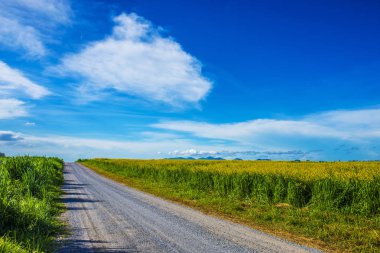 Kırsal yol sarı çiçek açan ile çiçek alanı