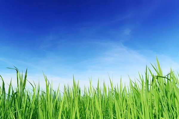 Grön gräs och blå himmel bakgrund — Stockfoto