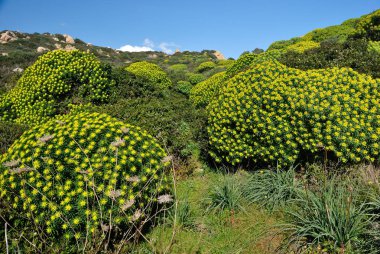 Capo Ferrato Akdeniz ağaçlarına