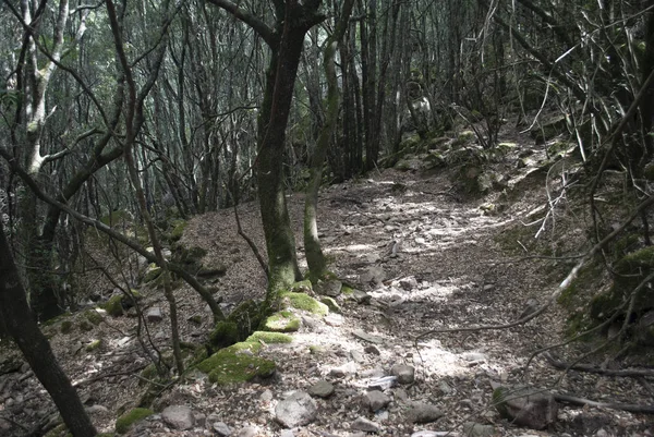 Caminho Floresta Bruncu Andrioi — Fotografia de Stock