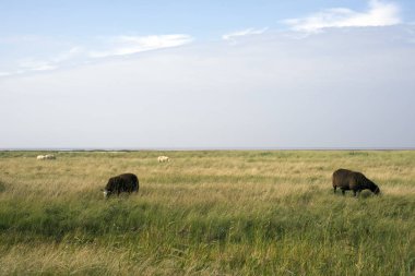 Mando beyaz ve siyah koyun