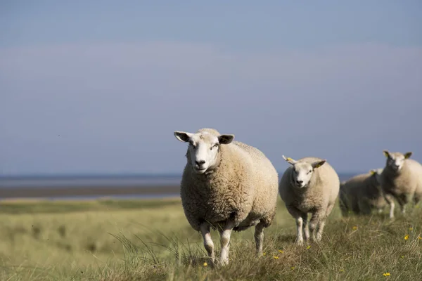Owce, chodzenie na grobli — Zdjęcie stockowe