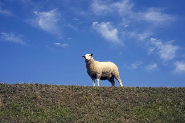 Schafe schauen vom Deich — Stockfoto