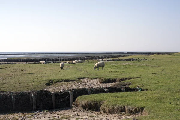 Овцы пасутся перед дамбой — стоковое фото
