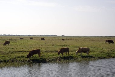 Mando üzerinde ineklerin