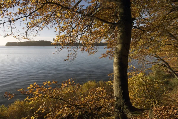Aurumn drzewa w Danii — Zdjęcie stockowe