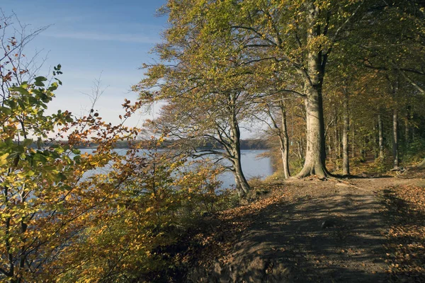 Herfst bos in Denemarken — Stockfoto