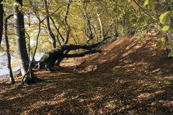 Датский осенний лес — стоковое фото