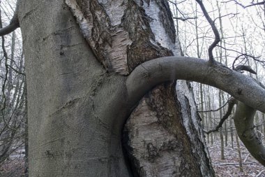 Huş ağacı ve kayın ağacı