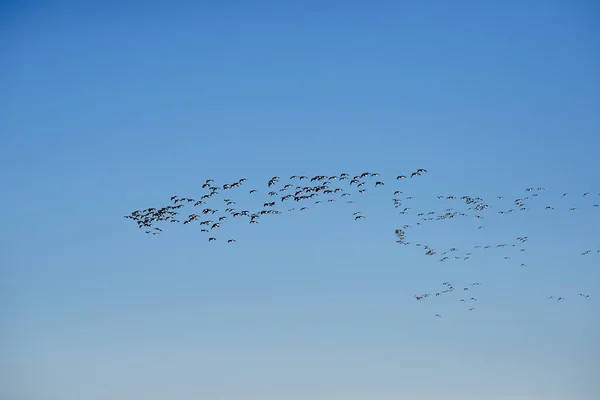 Flying Barnacle Geese — Stock Photo, Image