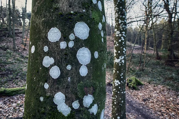 Manchas de hongos en el árbol — Foto de Stock