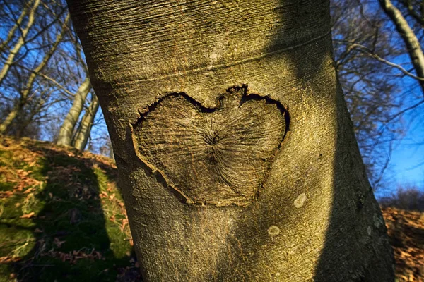 Primo piano a forma di cuore — Foto Stock