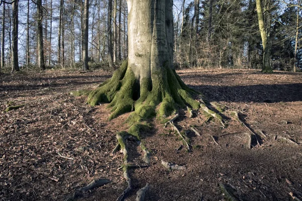 Буковые корни и крупный план деревьев — стоковое фото