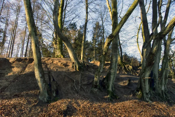 Bosque de haya danés en invierno — Foto de Stock