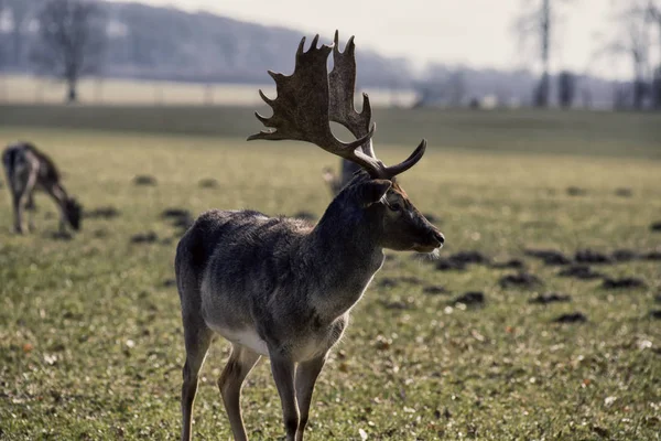 丹麦鹿在草原上 — 图库照片