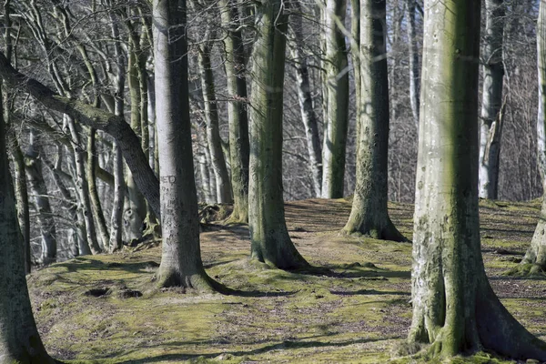 Closeup Danish forest