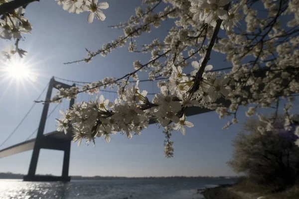 Bridge and Hawthorn Flowers — Stock Photo, Image
