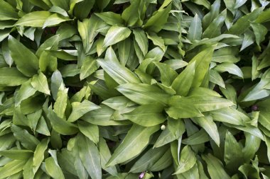 Ramsons tatlı bir ormanda