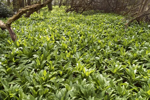 Ramsons all over in a forest — Stock Photo, Image