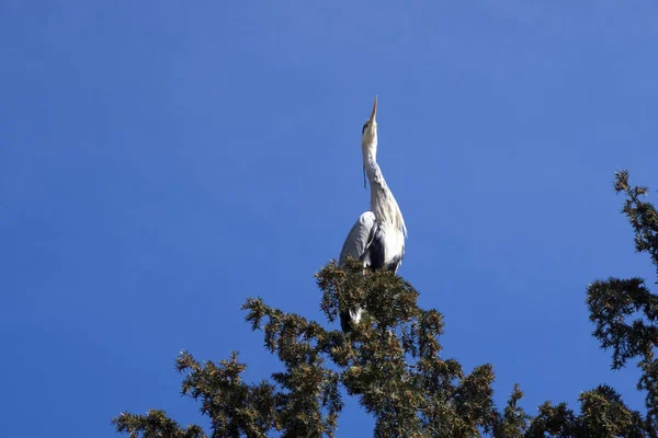 Sky Blue Heron — Stock Photo, Image