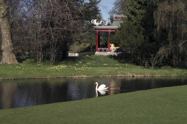 Swan w Frederiksberg Garden — Zdjęcie stockowe