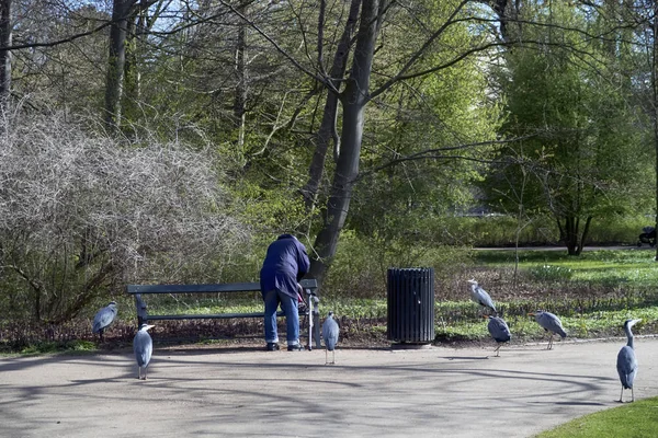 Oude man en reigers — Stockfoto