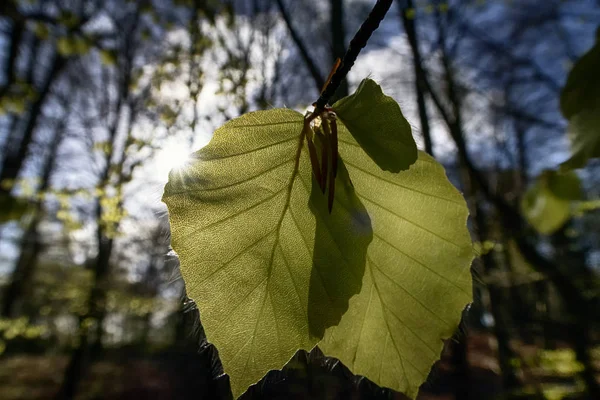 Novas folhas de faia fresca — Fotografia de Stock