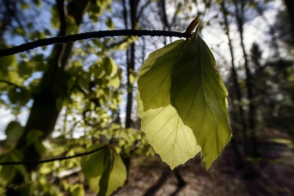 Nové čerstvé bukové listy — Stock fotografie