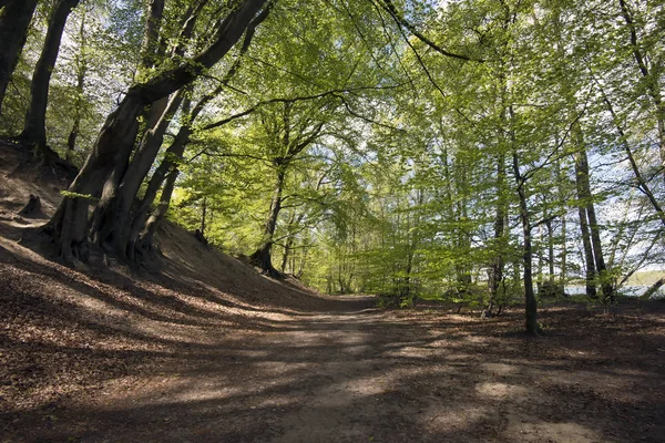 Springtime danska bokskogen — Stockfoto