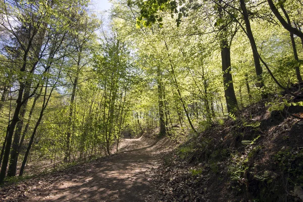 Wiosenny las bukowy duński — Zdjęcie stockowe