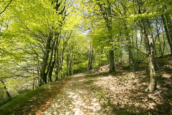 Lente Deense beukenbos — Stockfoto