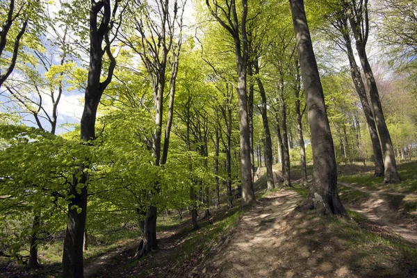 Lente Deense beukenbos — Stockfoto