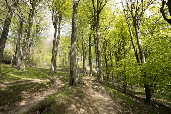 Primavera Floresta de faia dinamarquesa — Fotografia de Stock