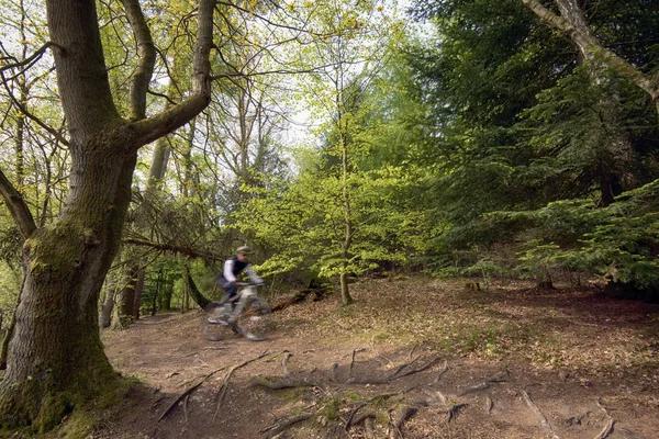 在森林里骑自行车的人 — 图库照片