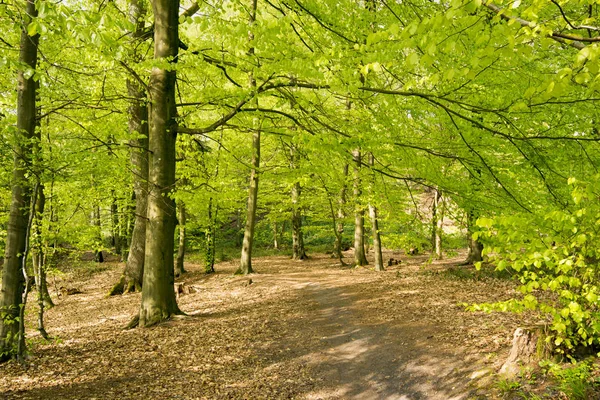 Frühlingshafter dänischer Wald — Stockfoto