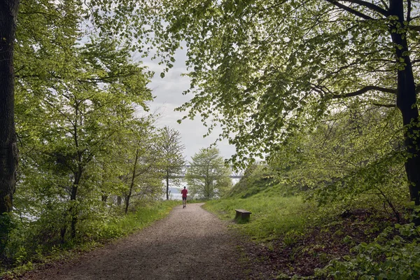 Springtime forest running