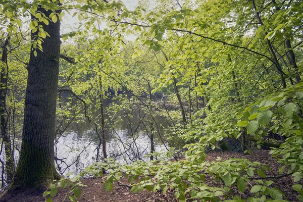 Jarní buk lesní jezero — Stock fotografie