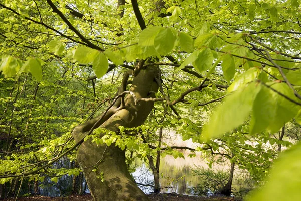 Closeup lente beuken boom — Stockfoto