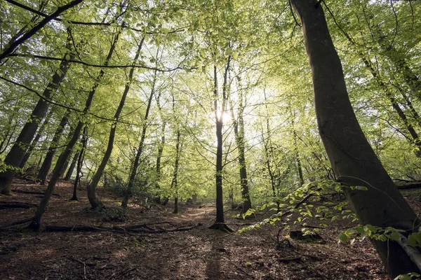 Licht groene beuken — Stockfoto