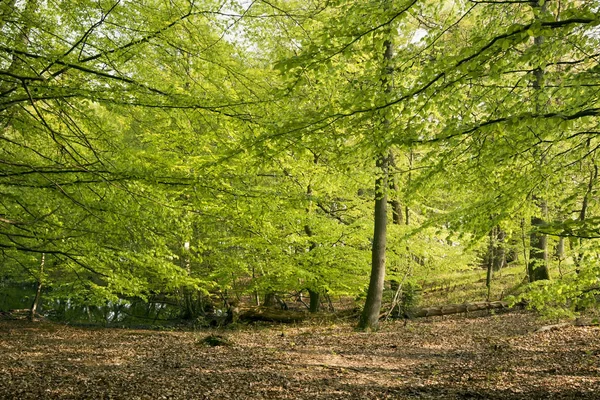 Primavera en un bosque danés — Foto de Stock