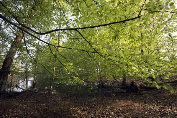 Wiosna w lesie, duński — Zdjęcie stockowe